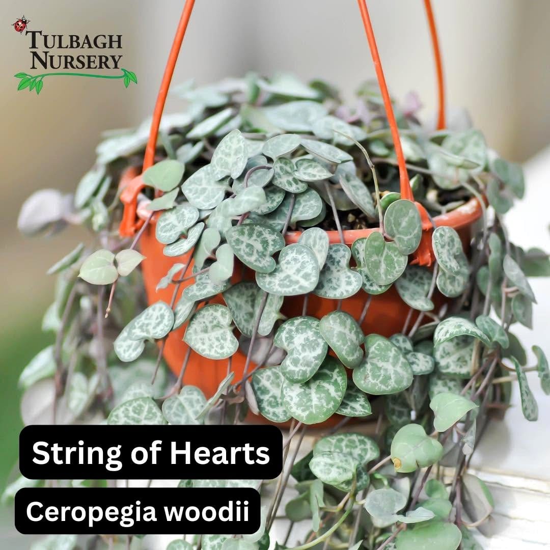 string of hearts cascading down from a shelf