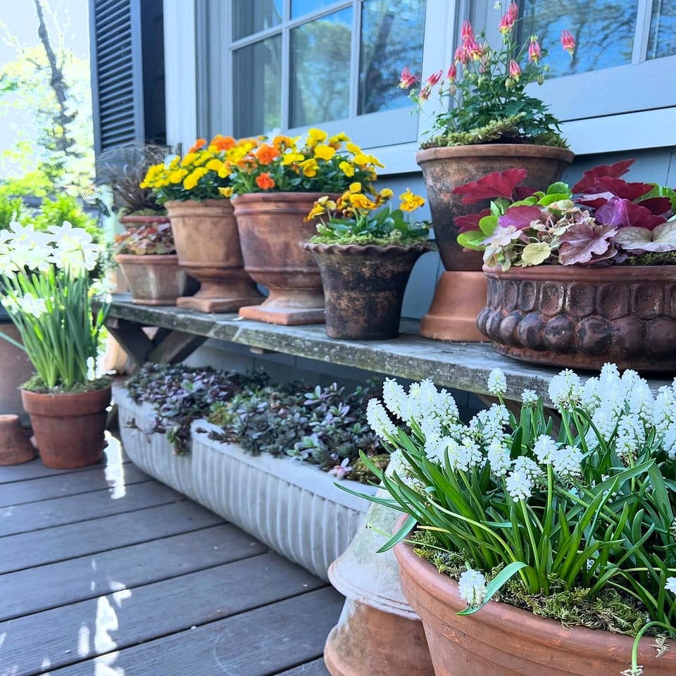 Colorful window boxes with citrus plants