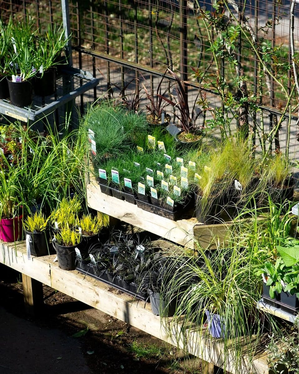outdoor fence with tin can herbs