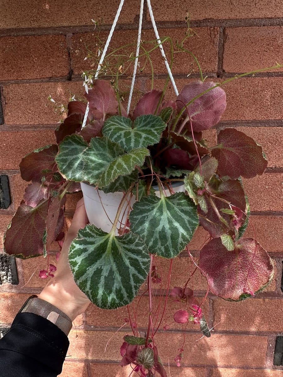 strawberry begonia in a hanging pot