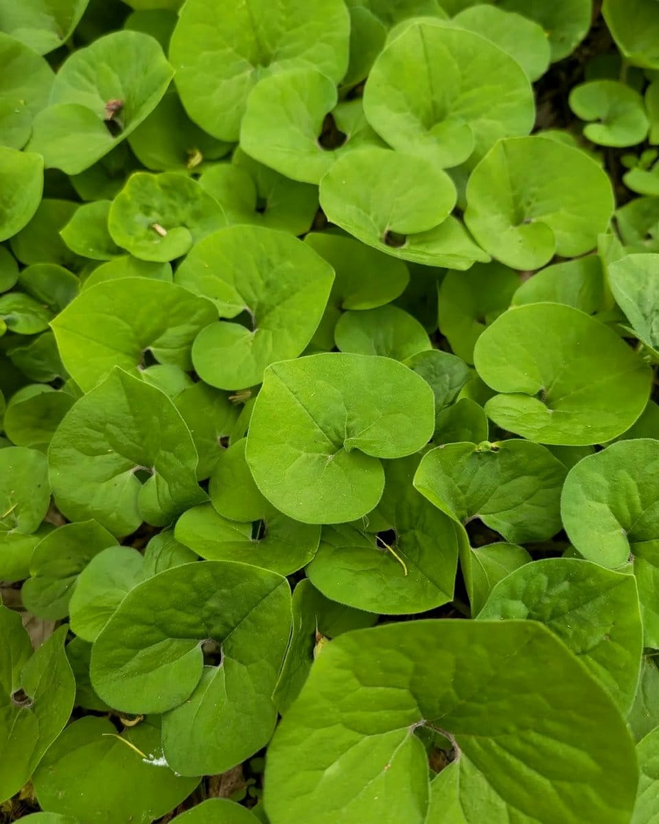 Wild ginger leaves with anemone flowers