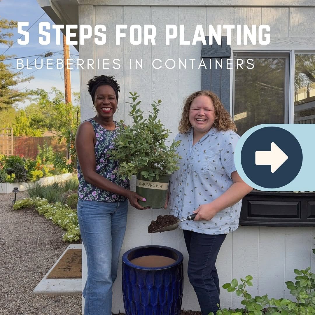 organic fertilizer beside blueberry plant