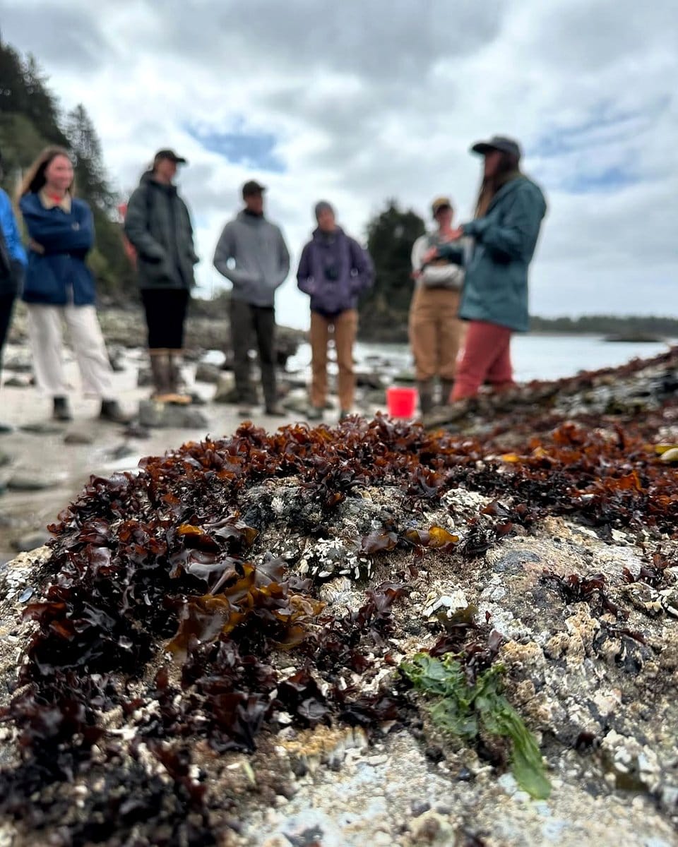 seaweed spread on coastal garden