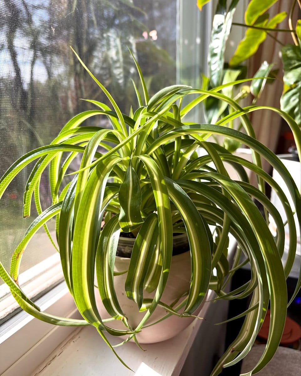 quirky mug planter with spider plant