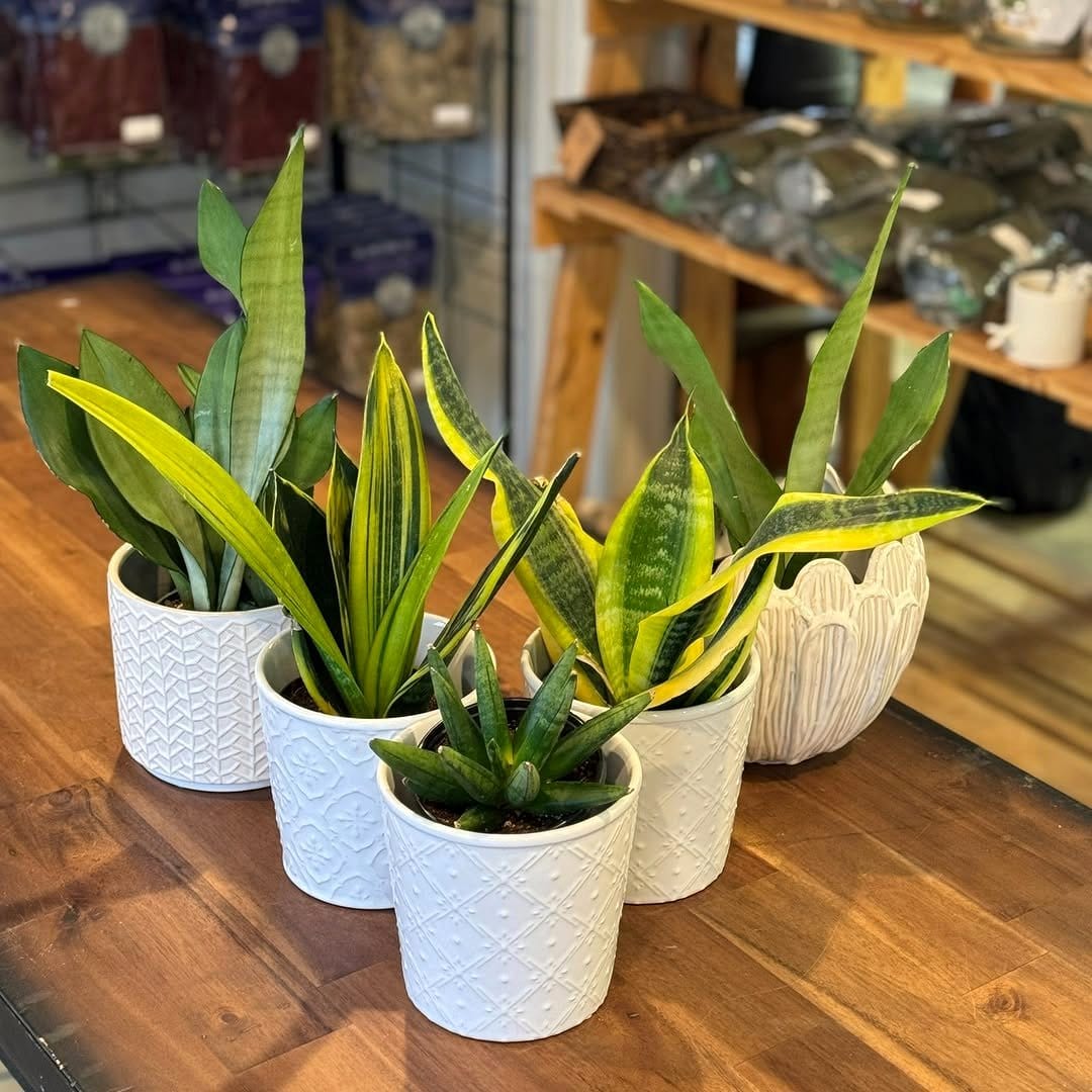 sansevieria plants on floor