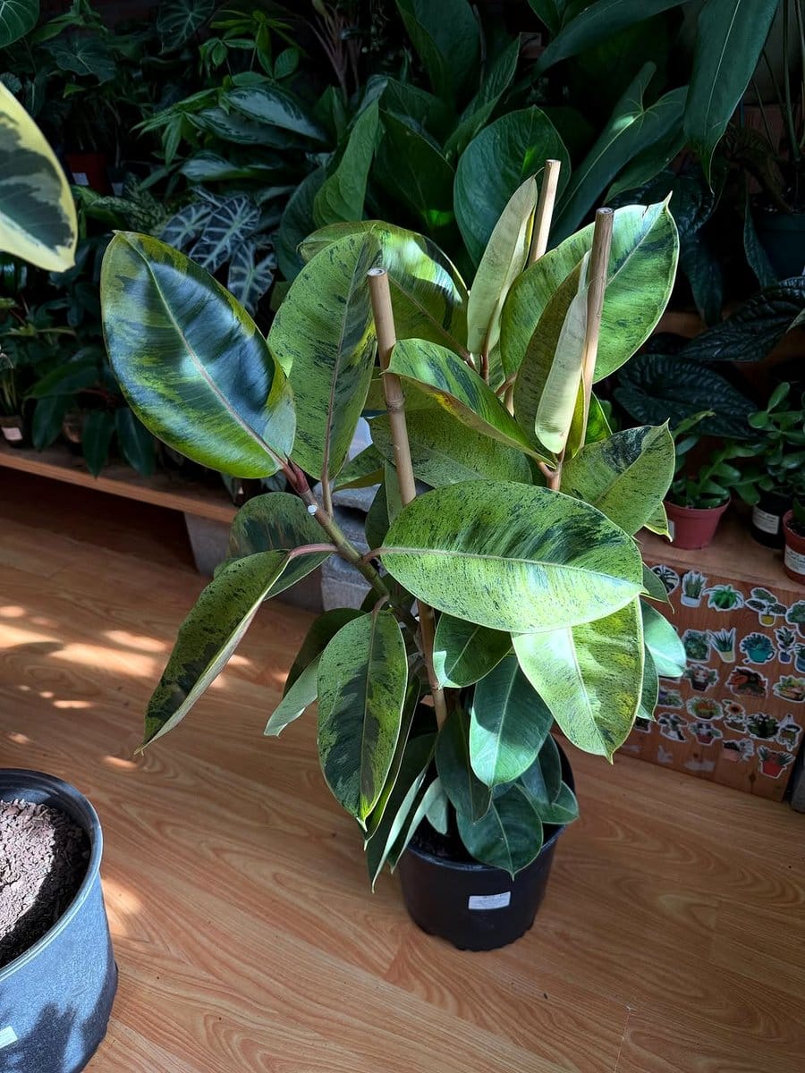 natural light on ficus