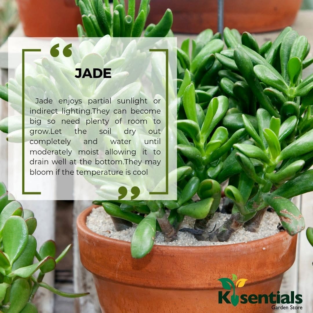 Bright hallway with jade plant displays