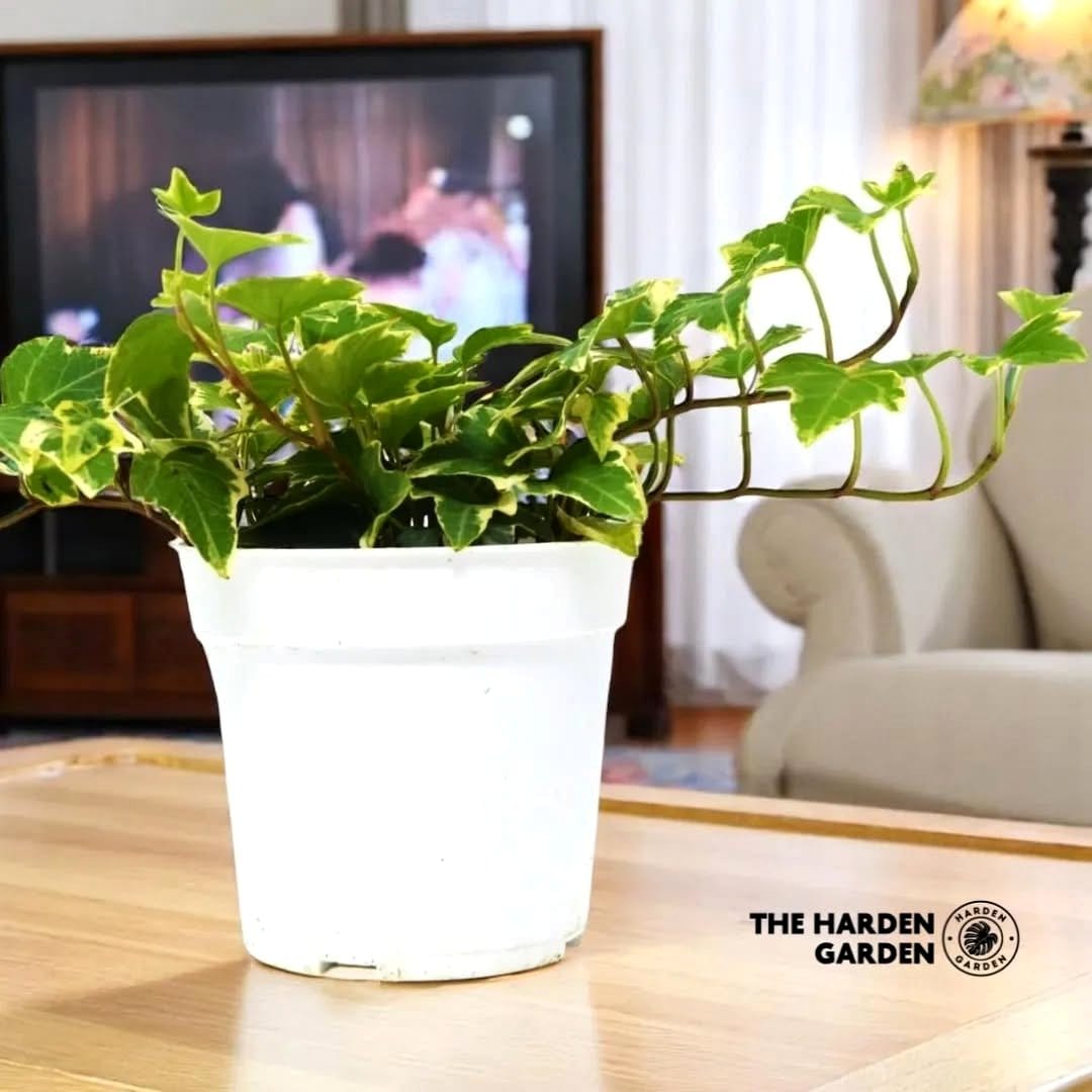 english ivy trailing from a decorative pot