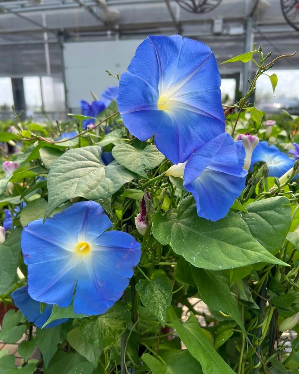 morning glory vine with Asiatic lilies