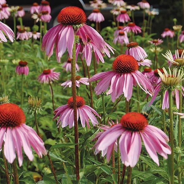 purple coneflowers with orange centers