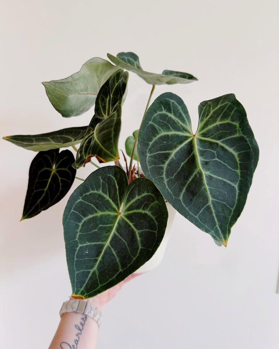 Anthurium Clarinervium with heart-shaped leaves