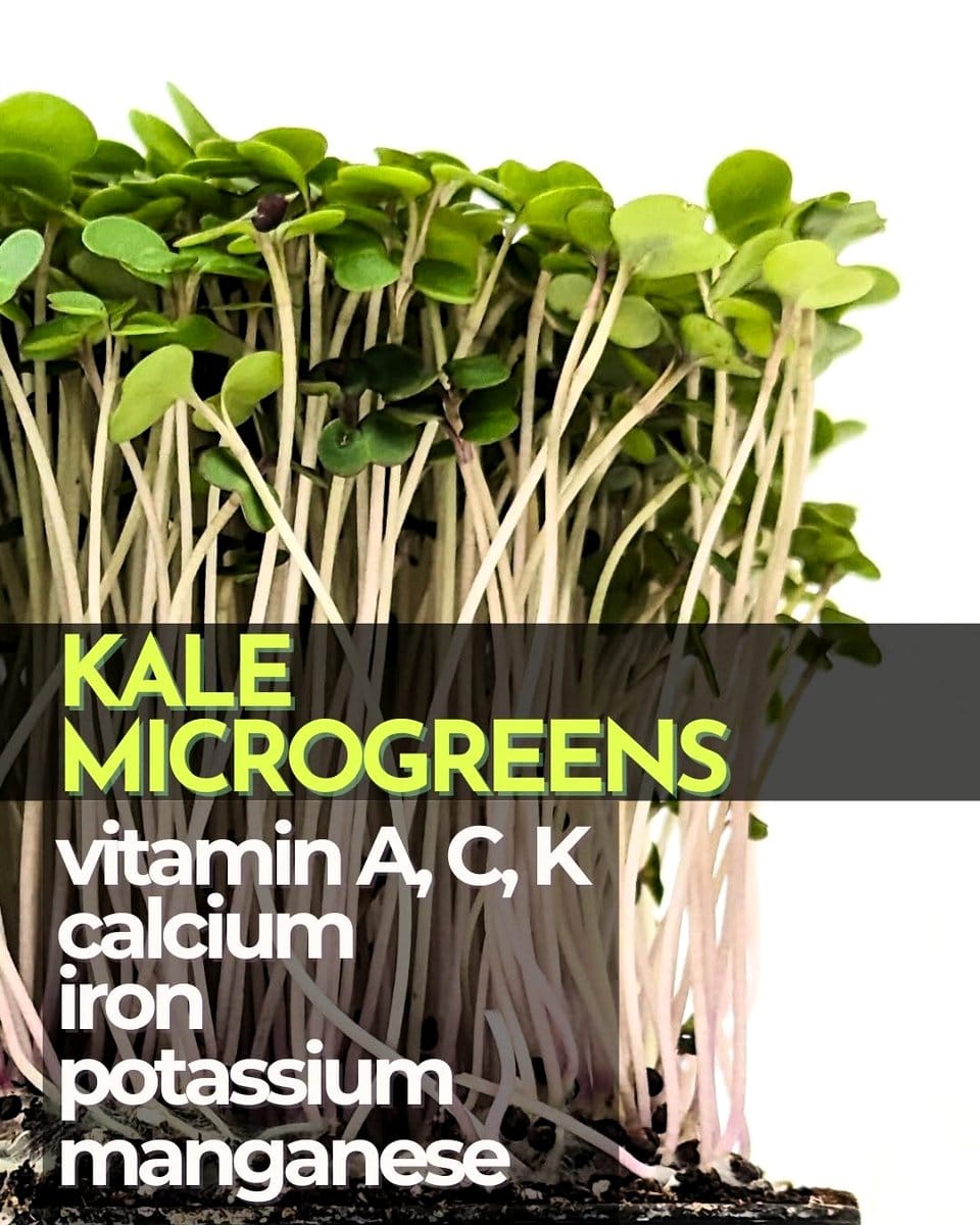 nutrient-rich kale microgreens in a kitchen garden