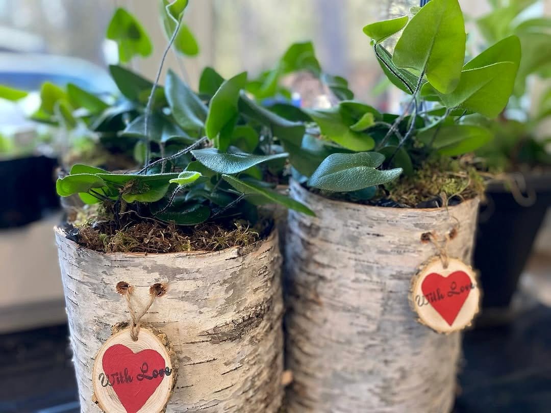 entryway cork bark display with ferns