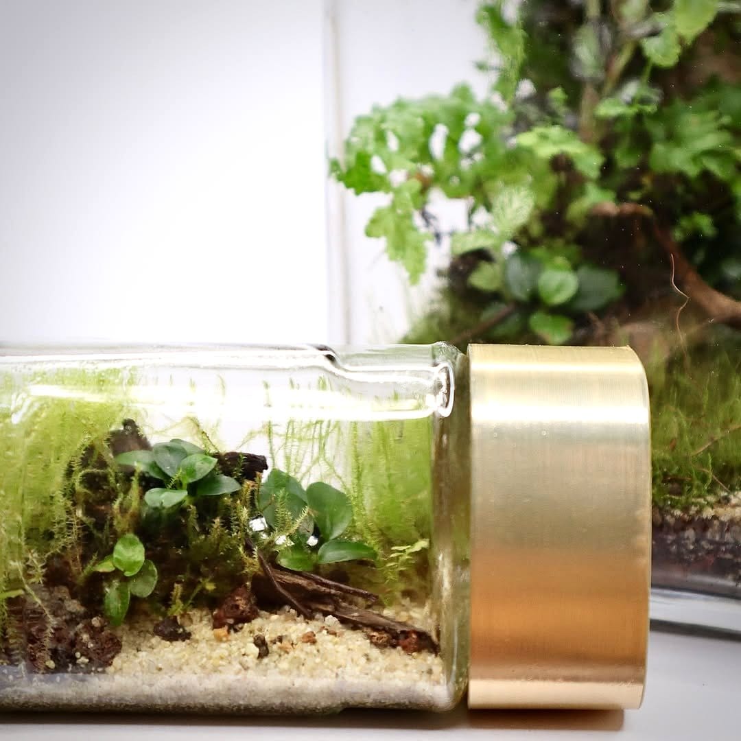 recycled glass terrarium with moss