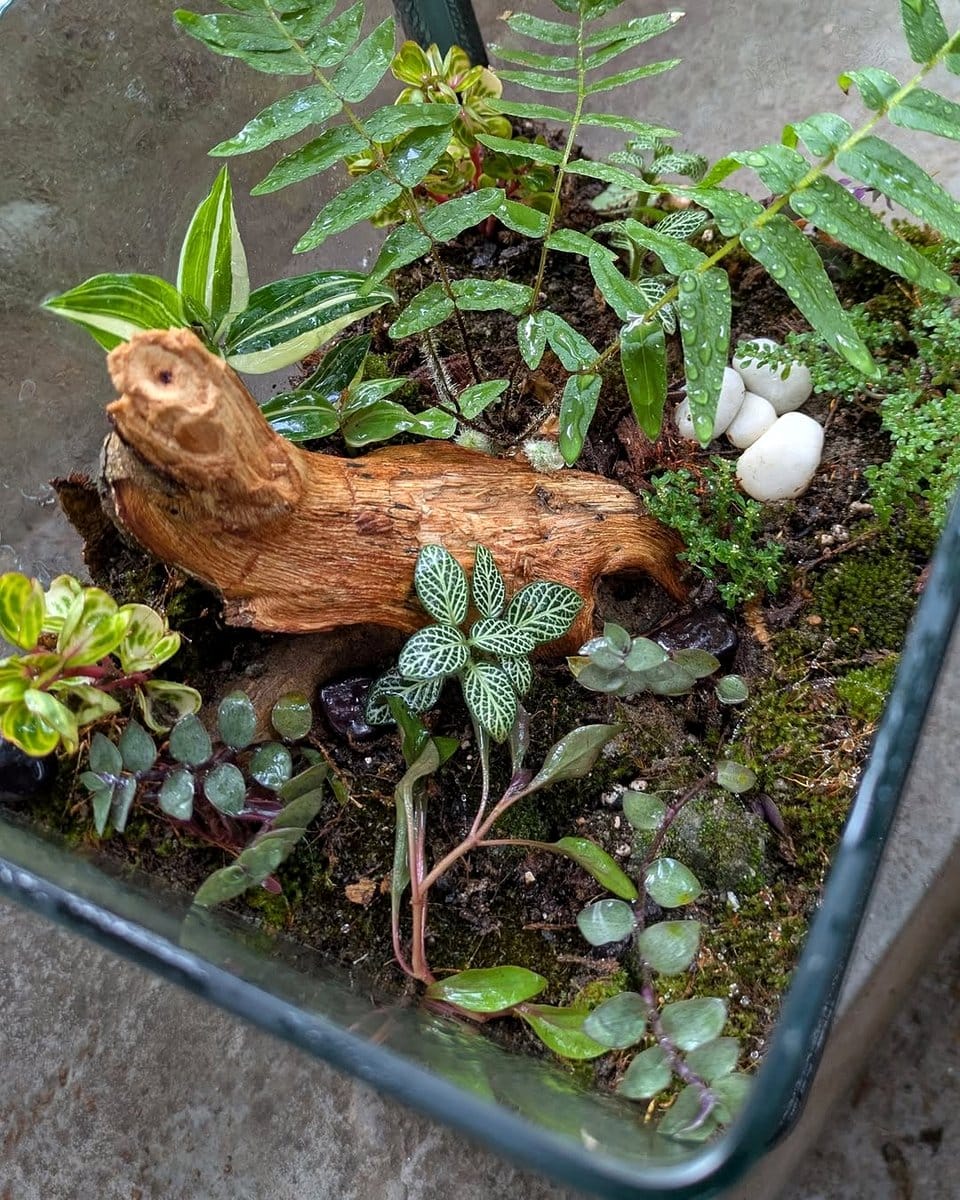 driftwood with ferns and moss