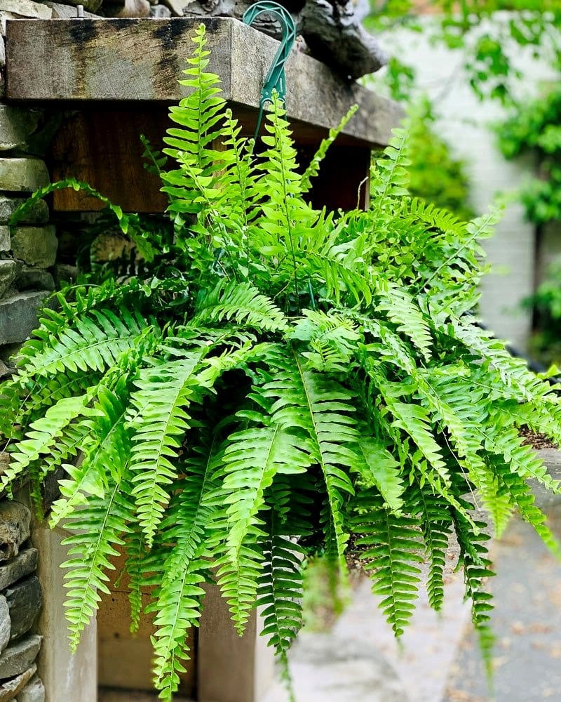 hanging planters with ferns