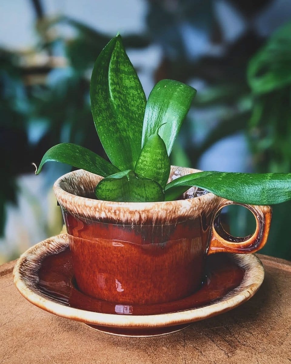 plant cuttings in vintage teacup