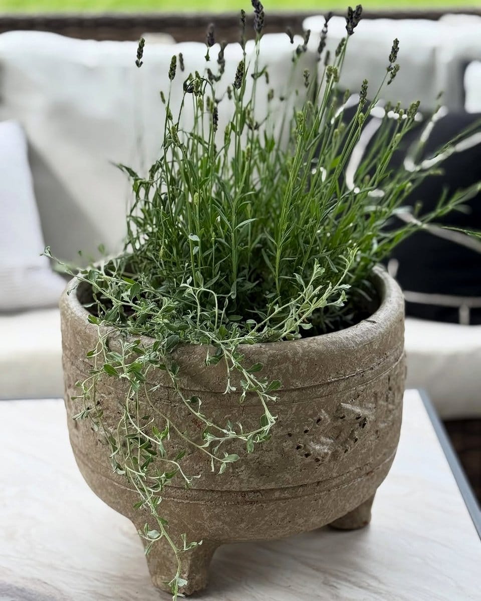 lavender plant in ceramic pot