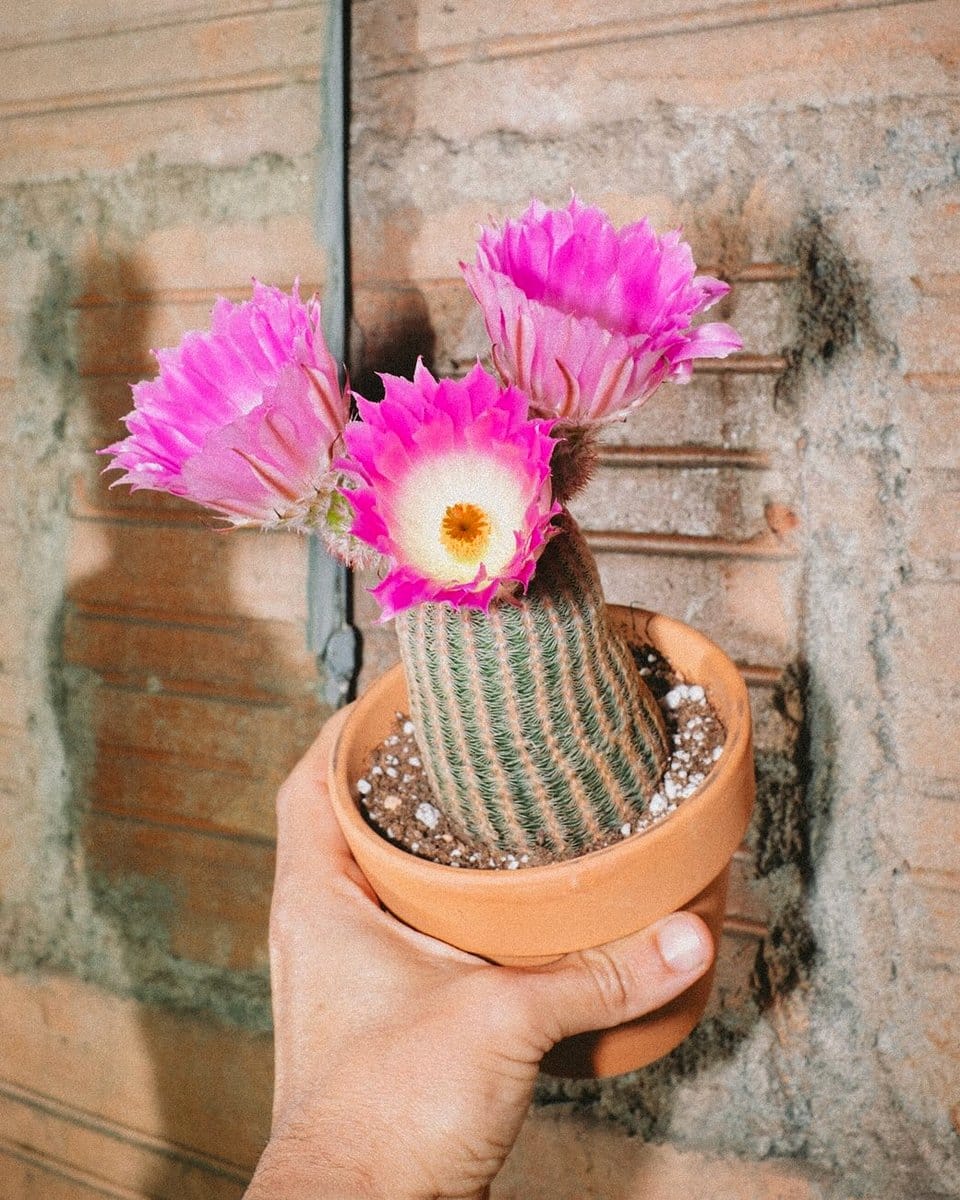 rainbow hedgehog cactus blooming