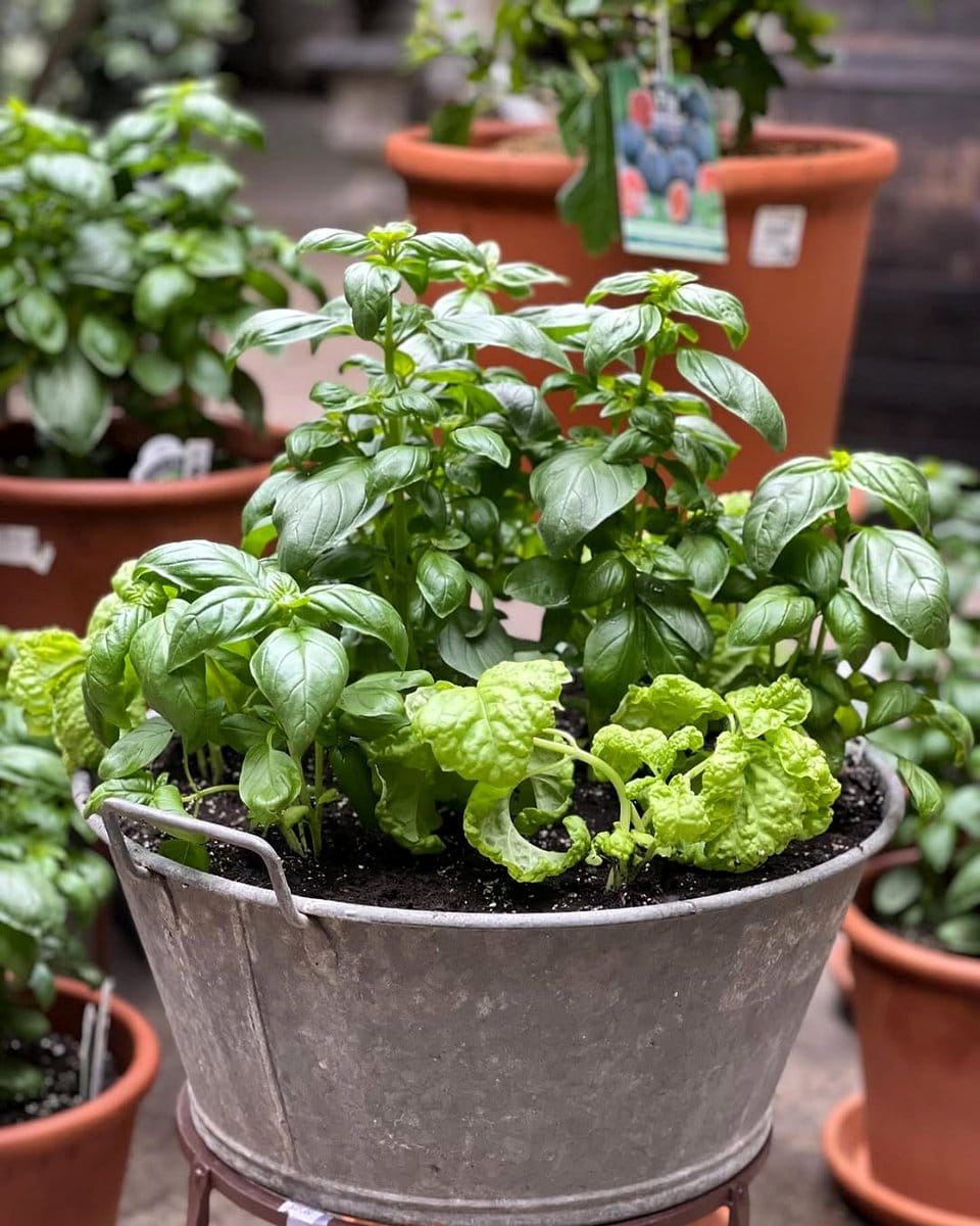 basil leaves in terracotta pot