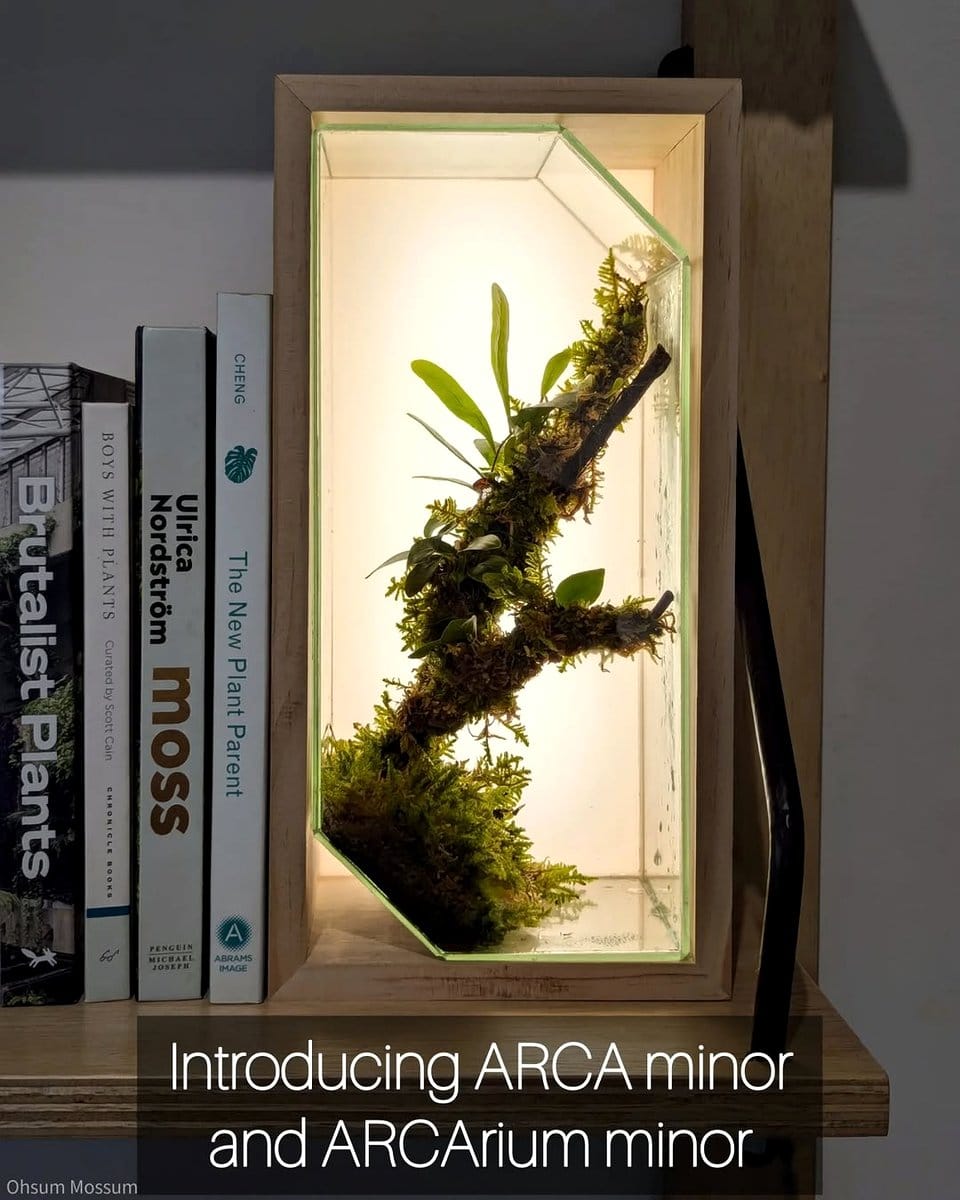 shadow box with epiphyte collection