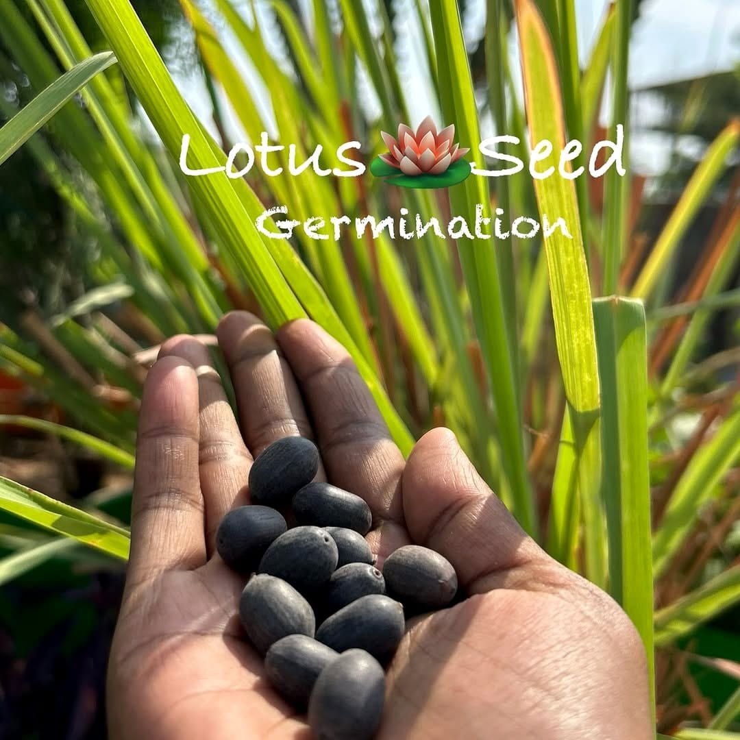 sandpaper next to seeds