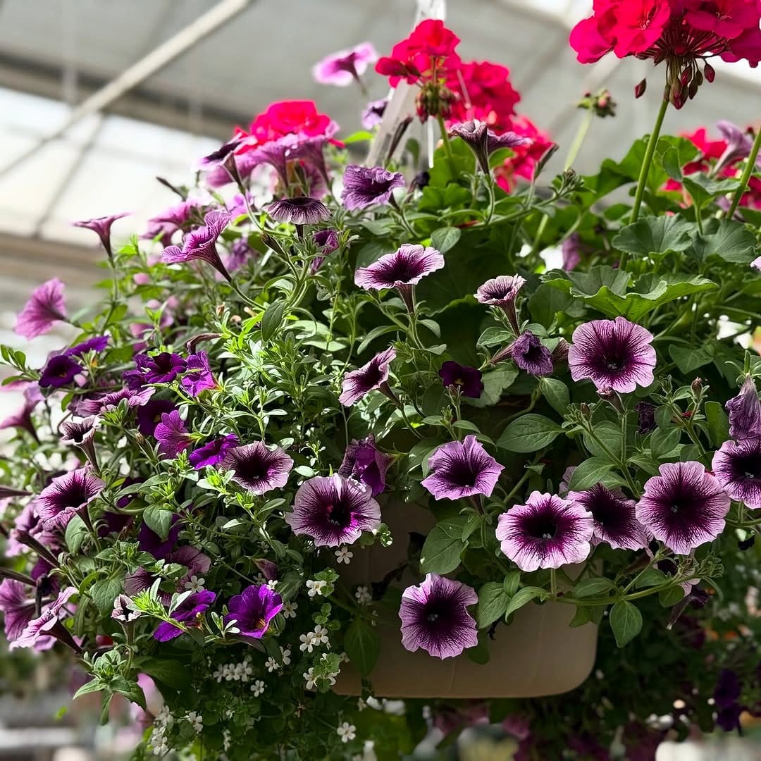 fuchsia flowers in hanging basket