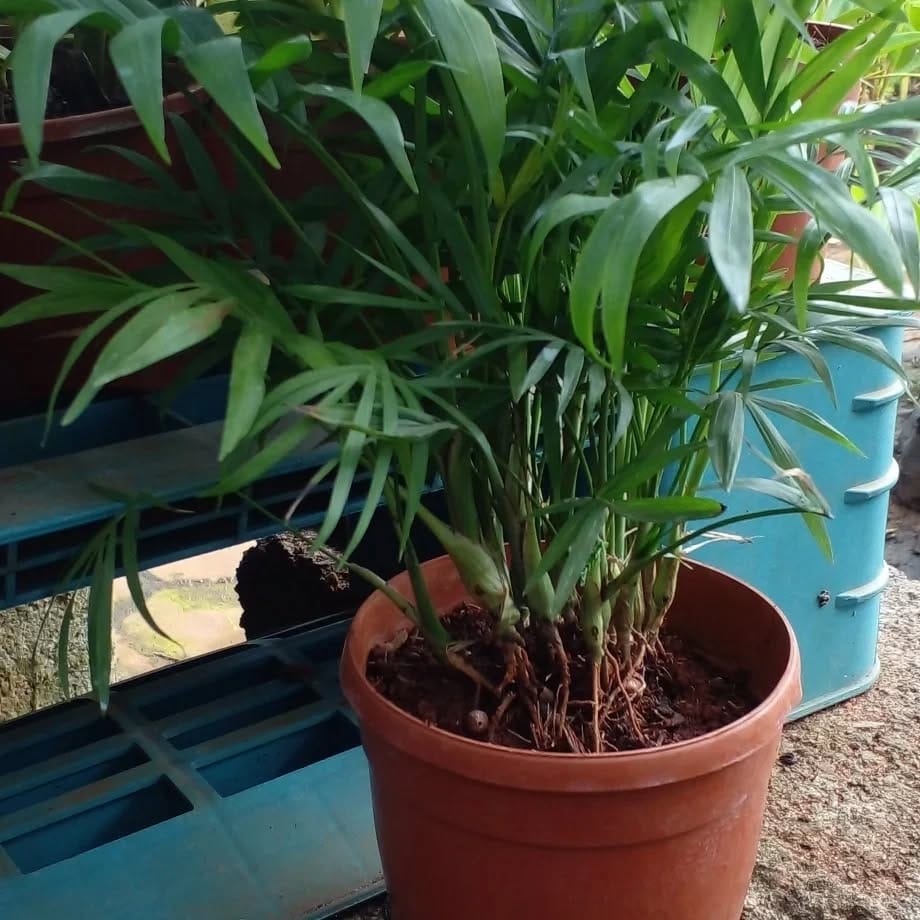 Cat palm in entryway