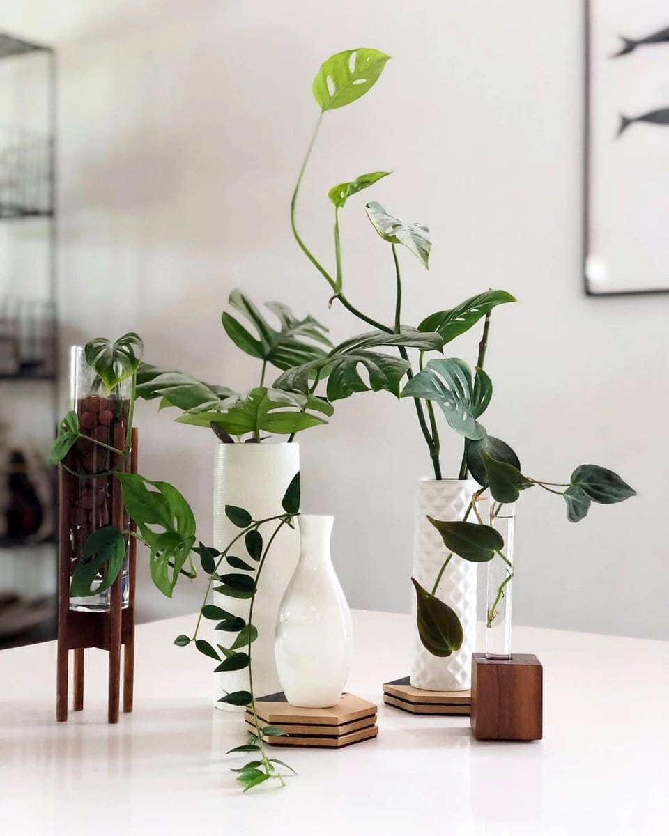 clear glass plant pots