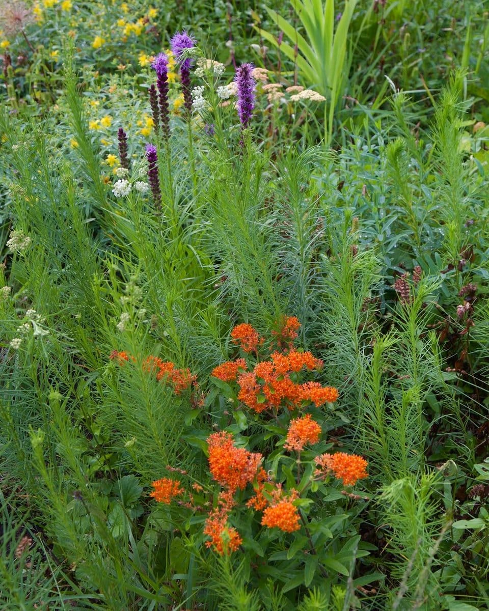 lush butterfly garden with milkweed