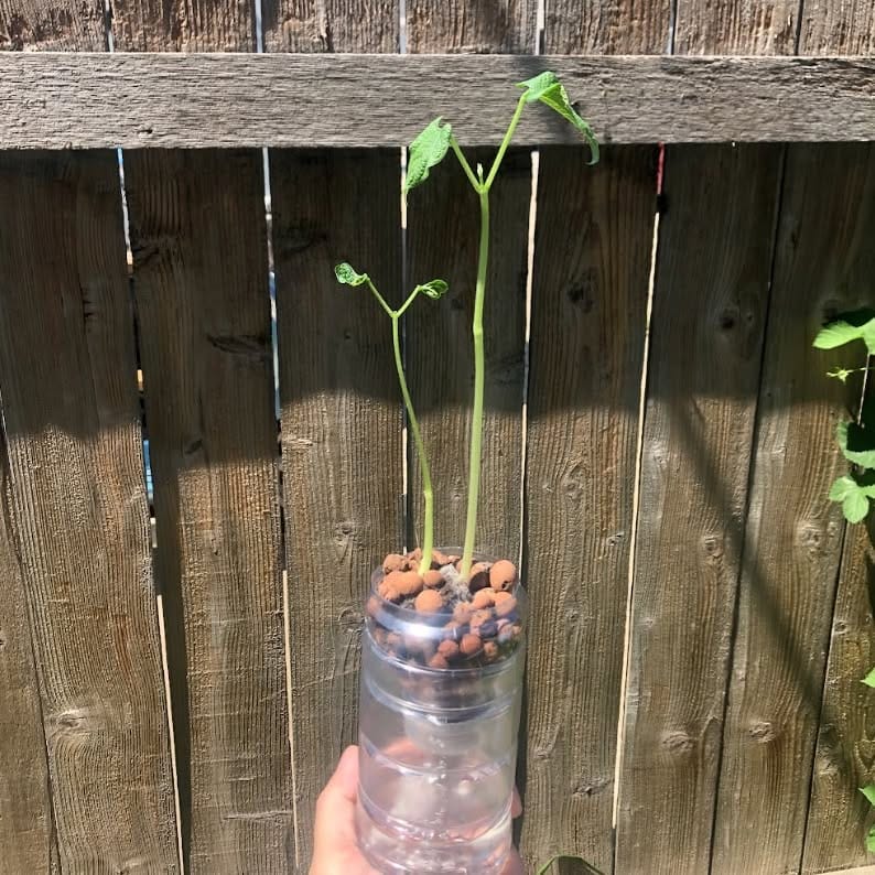 hydroponic farm hanging in window