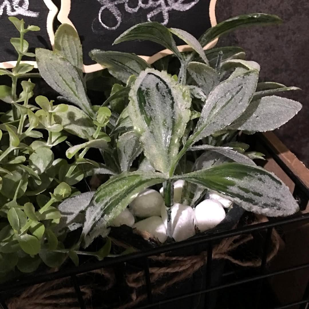 mini herb garden on shelf