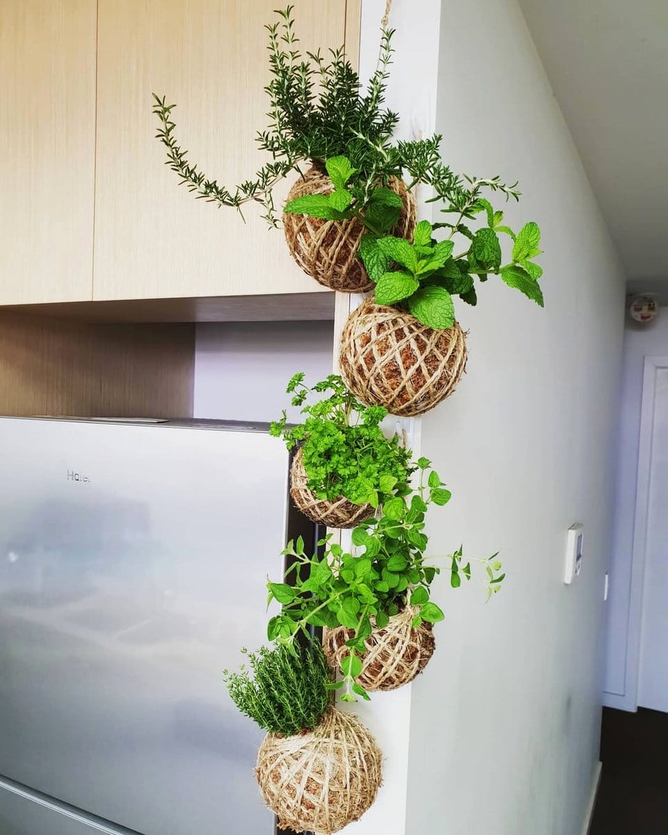 kokedama with kitchen herbs
