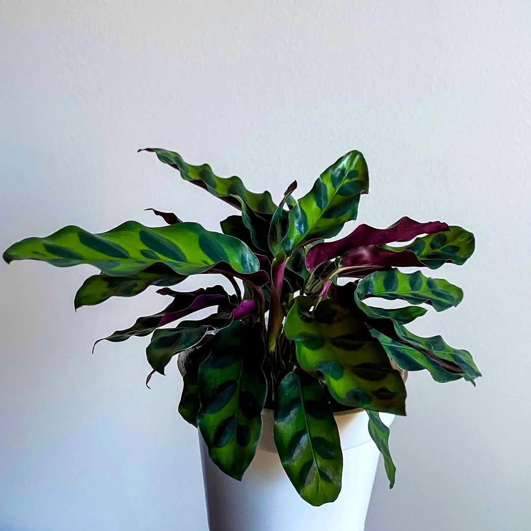 rattlesnake plant with wavy leaves
