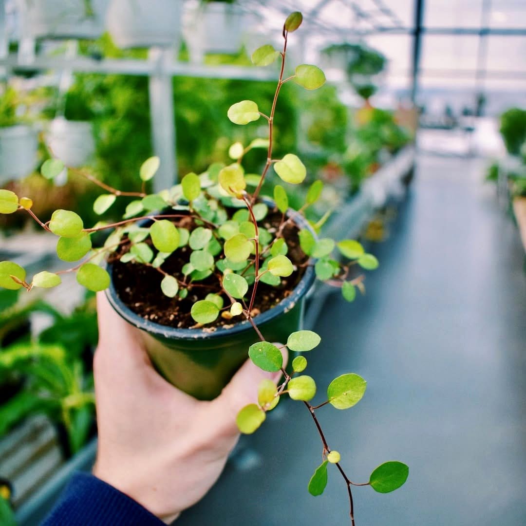 maidenhair vine on a small trellis