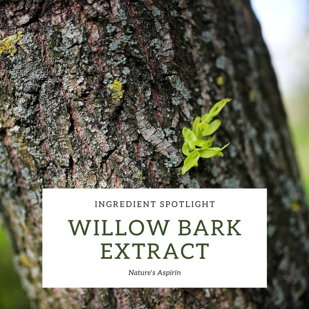 willow bark on tree