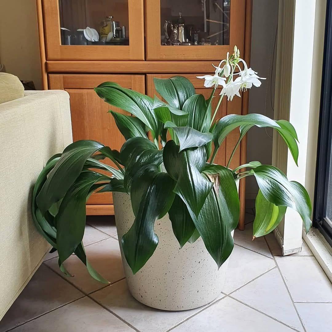 indoor plant near window