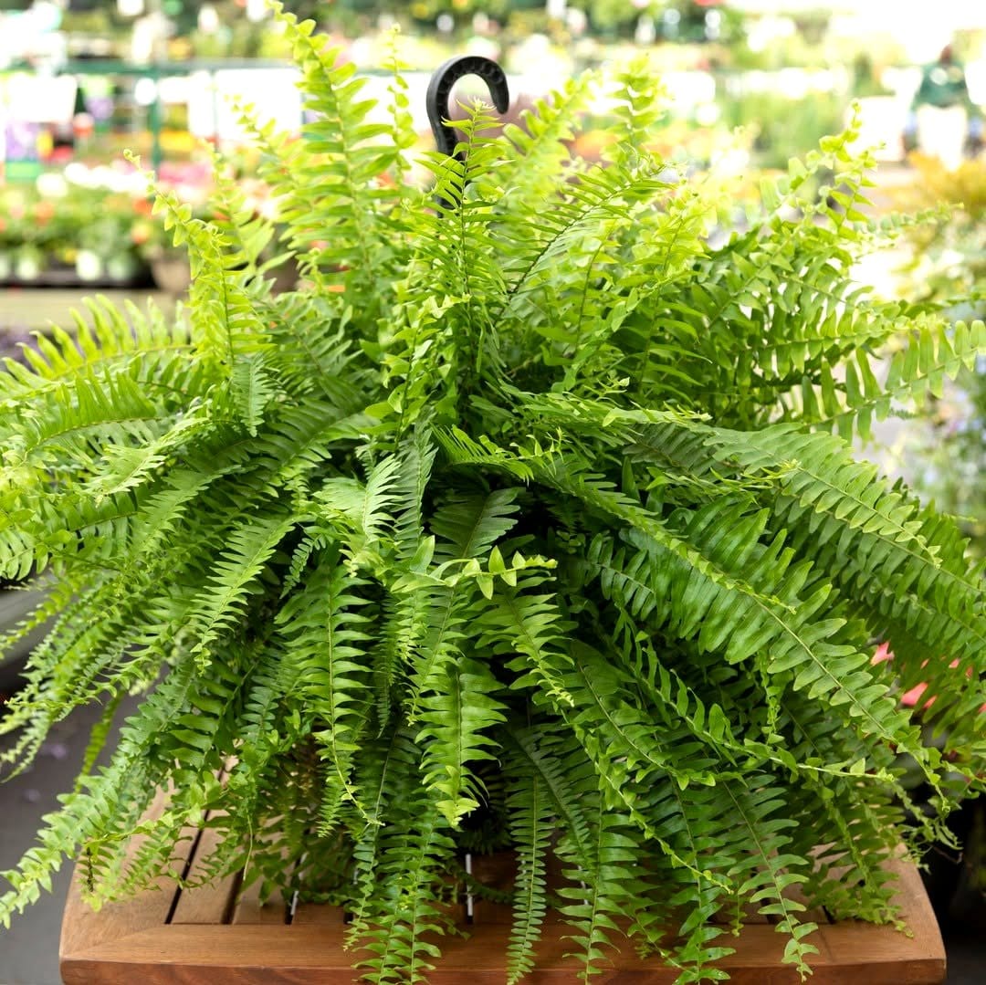 vertical planter boxes with cascading ferns