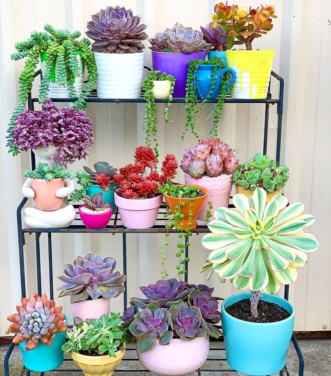 blue ombre planters with succulents