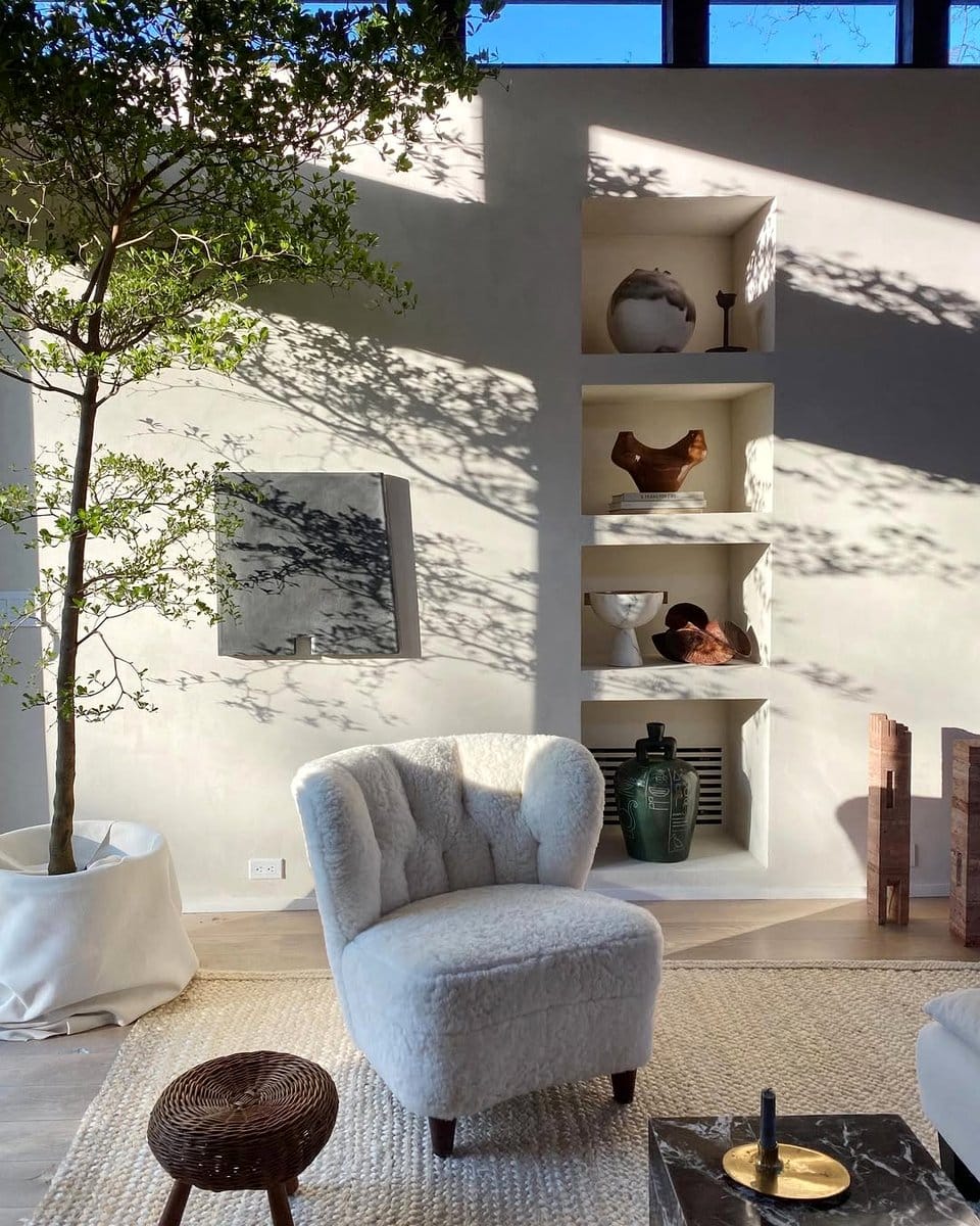 indoor olive trees in large pots