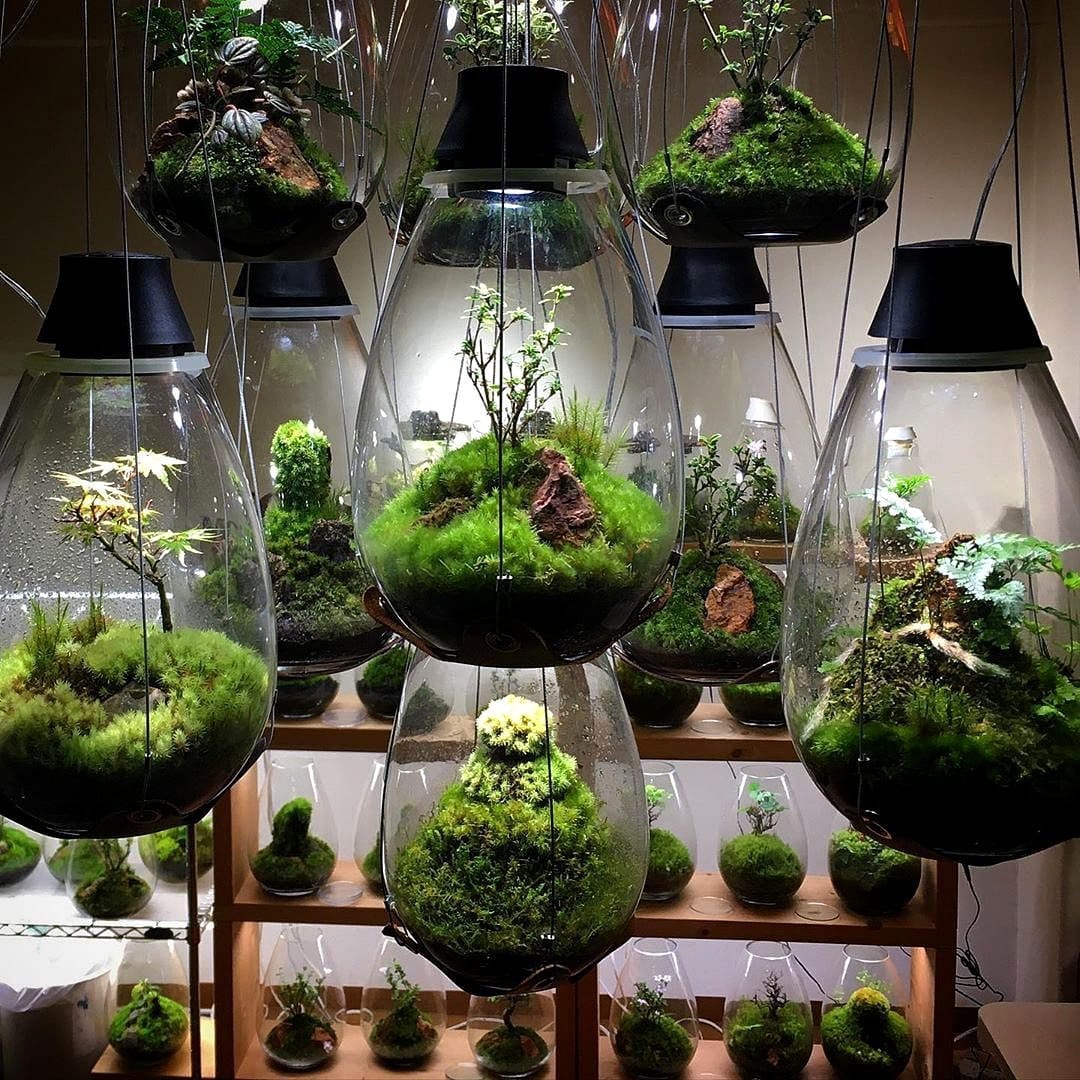 LED light illuminating terrarium