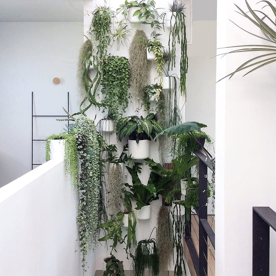 bamboo plants in minimalist pots