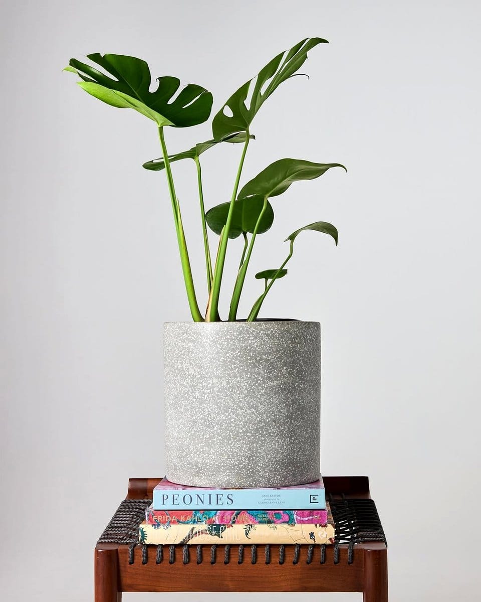 Swiss Cheese Plant and Peace Lily in cozy nook