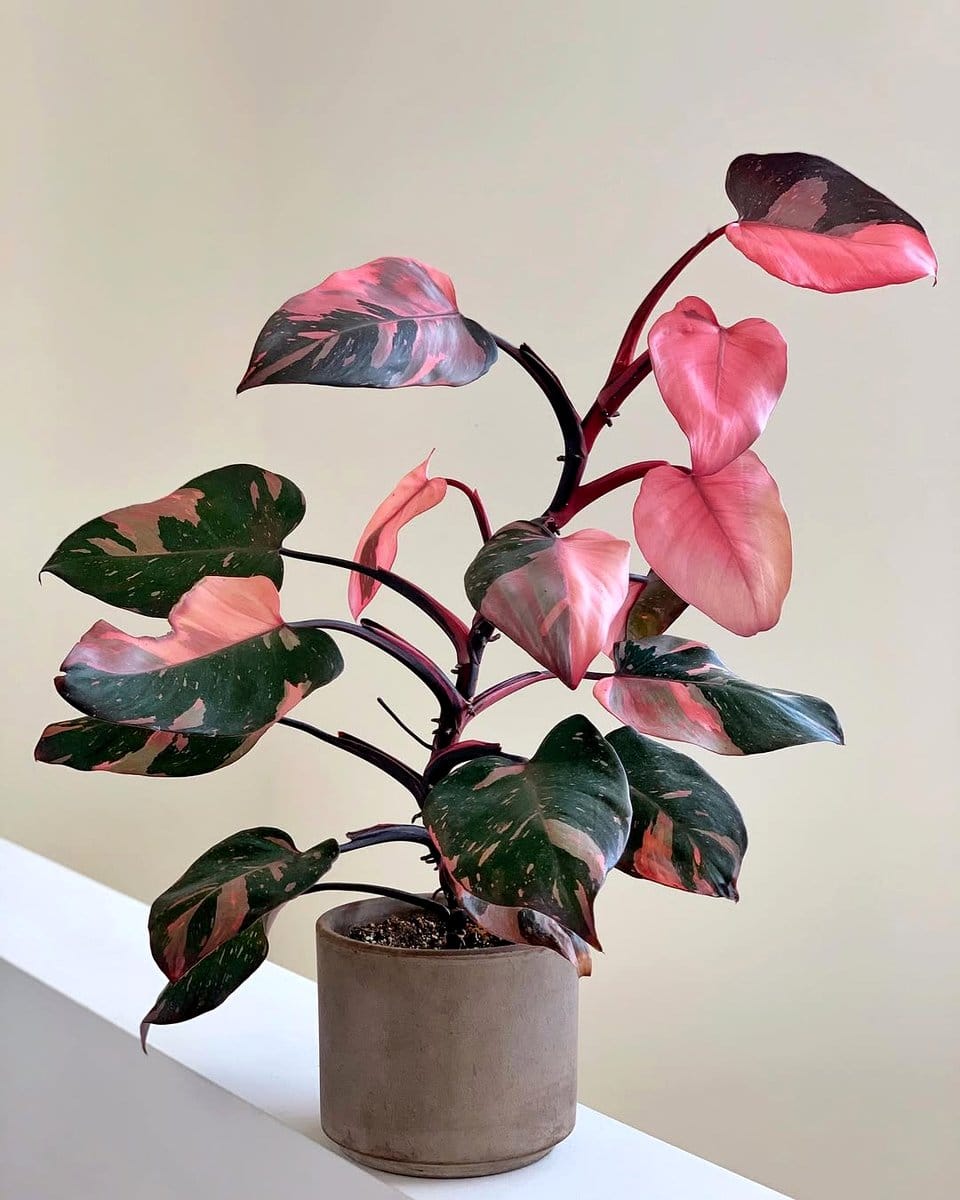 Philodendron Pink Princess with pink variegation