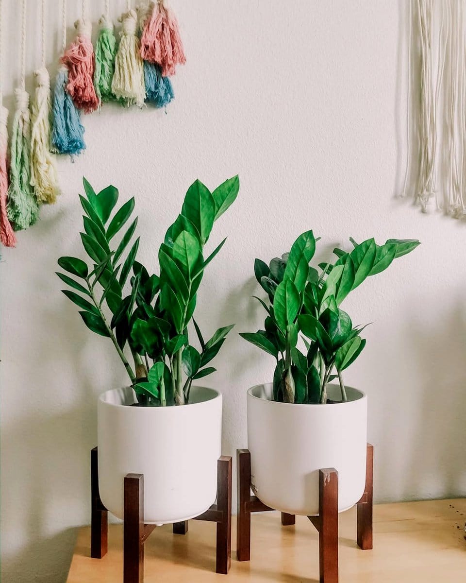 zz plant in modern planter on sleek windowsill