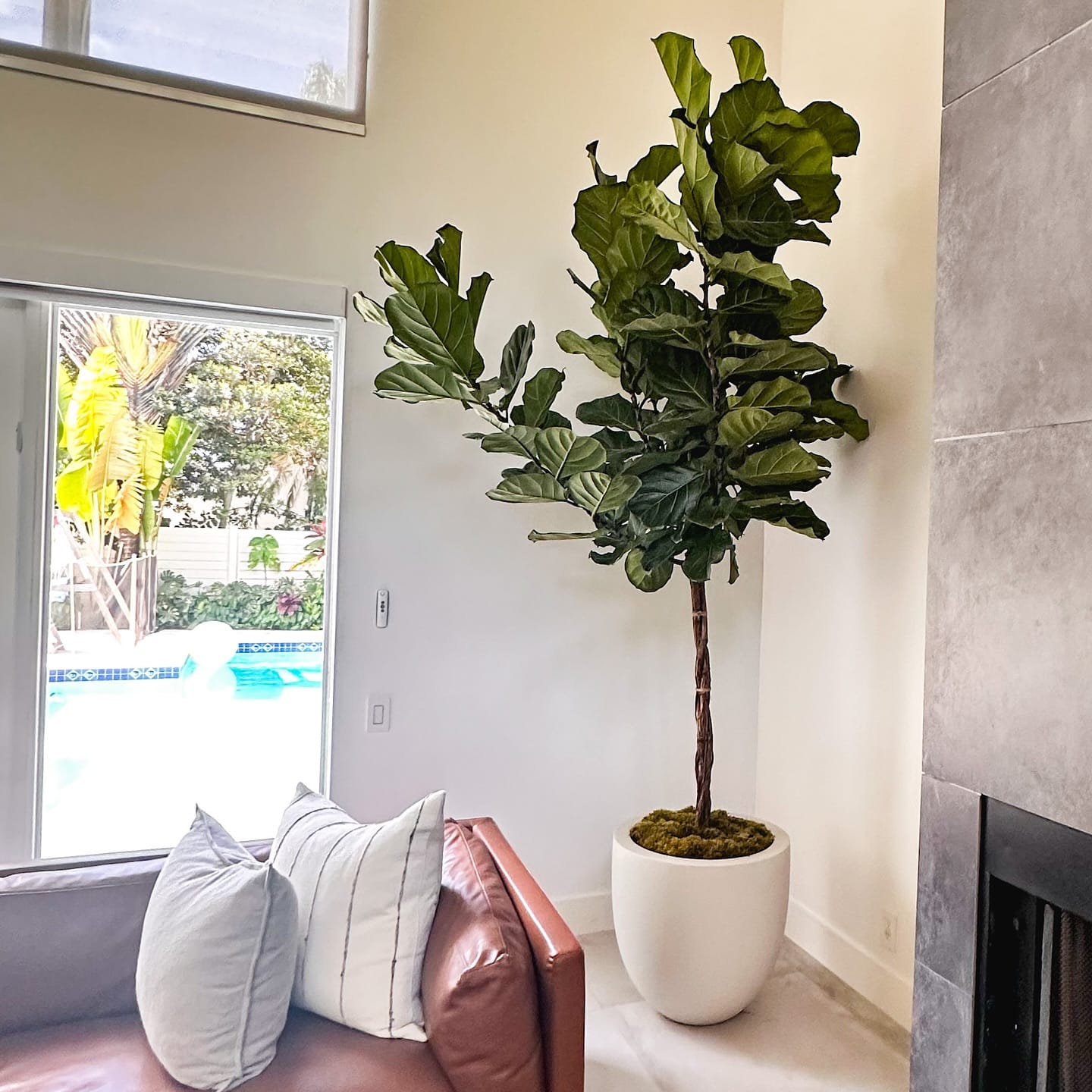 labradorite with fiddle leaf fig in living room