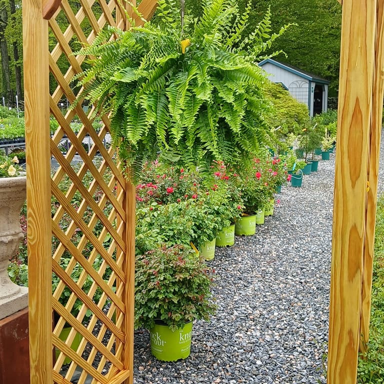 lush ferns in cascading planters