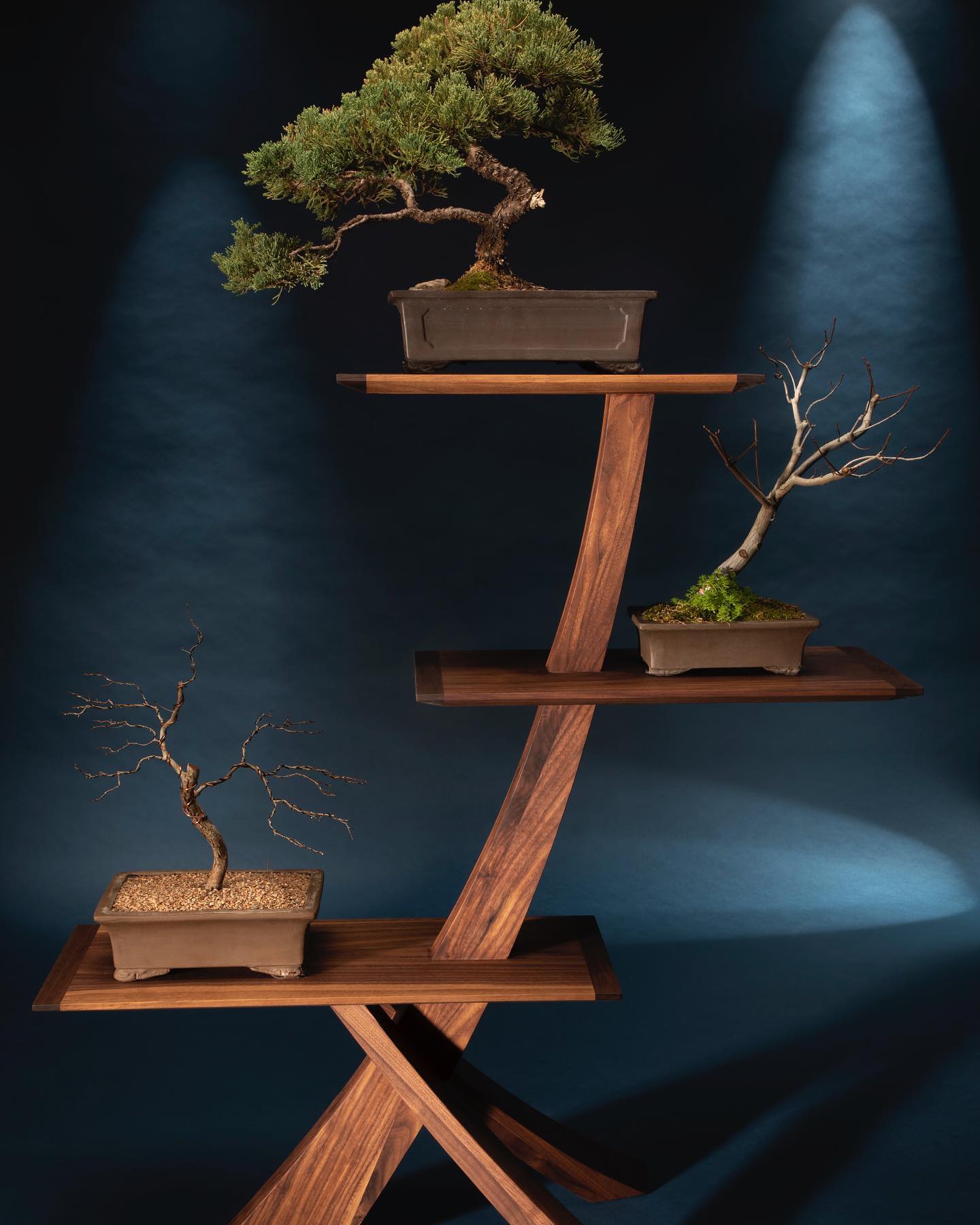 bonsai illuminated with LED lights