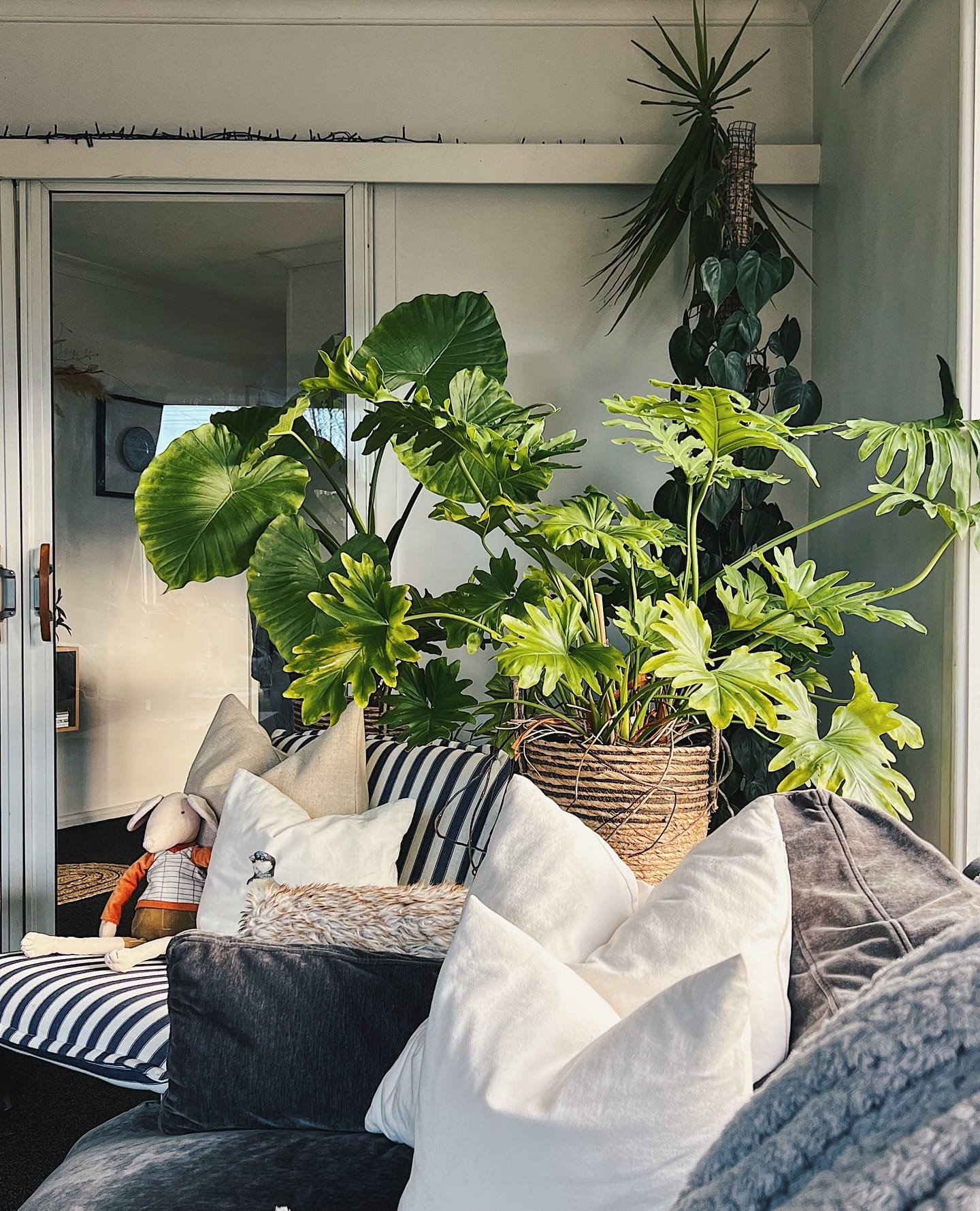 Calathea and Croton in sunny spot