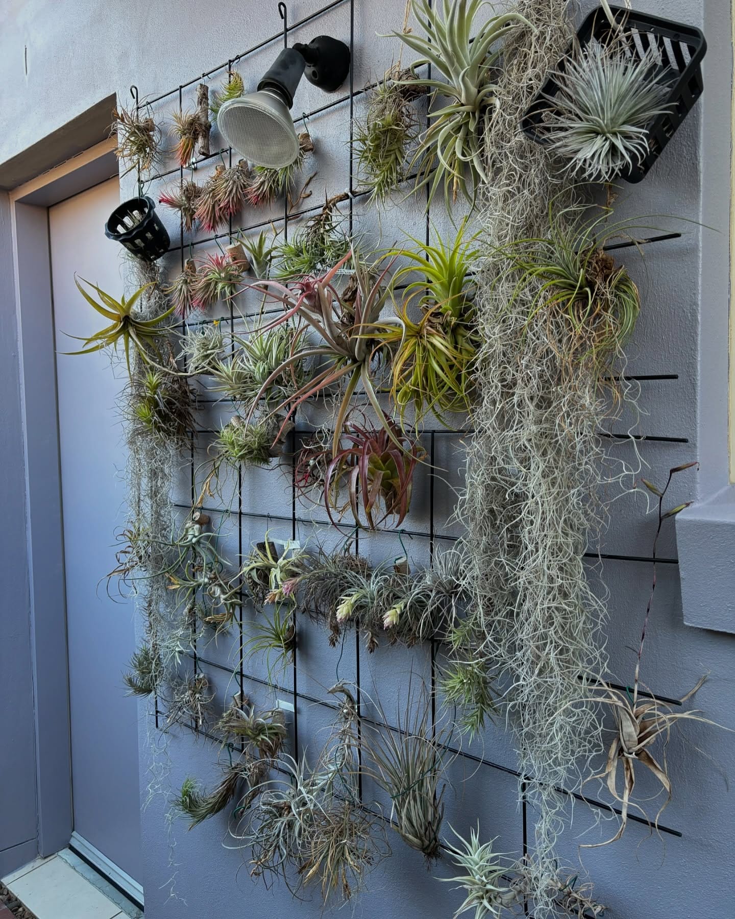 hanging lava rock plant display